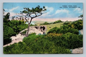 Vintage Torrey Pines Park San Diego California Linen Postcard 1946 - Picture 1 of 2