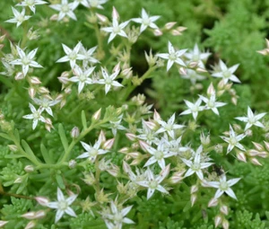 SEDUM OKTOBERFEST STONECROP Sedum Acre - 200 semi sfusi - Foto 1 di 1