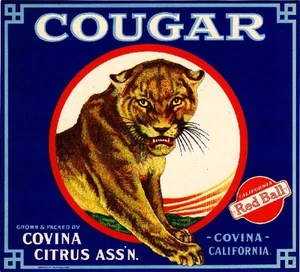 Covina Cougar Mountain Löwe orange Zitrusfruchtkiste Etikett Kunstdruck - Bild 1 von 1