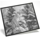 Placemat Mousemat 8x10 BW - Cougar Mountain Lion Puma Cat  #42738