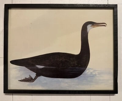 Cormorant Bird Print, Bird Painting Print, Framed Vintage Reproduction - Image 1 of 4