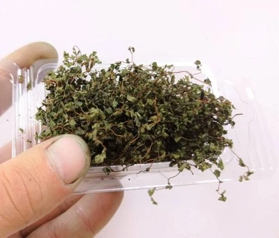 DIORAMAPRESEPE Miniatur Efeu herbstlich grün - Pflanze, Begrünung Eisenbahn Modellbau