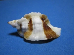 Ceratostoma nuttalli Conrad, 1837 "STRIPES & BANDED" VARIANT (53.8mm) - Picture 1 of 8