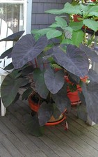  ◇ Black Magic Elephant Ear Bulb/tuber ON SALE BEFORE 2018 PRICES GO BACK UP