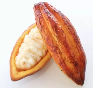 Inedible cacao pod cacao fruit cut food sample replica fake sample made in Japan - Picture 1 of 5