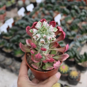 8 cm Monadenium ritchiei var.nyambense 'Var Jardín Interior Exterior Hermoso Raro - Imagen 1 de 8