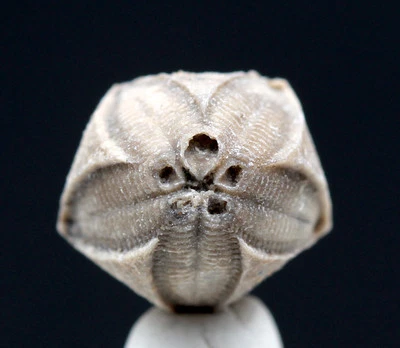 Espécimen Blastoide BONITO Fósil Vida Marina Equinodermo Mineral INDIANA con tarjeta de identificación Foto 1 de 4