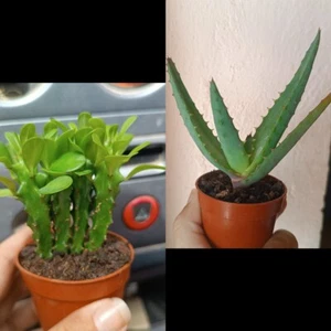 Aloe Ferox Y Euphorbia - Foto 1 di 1