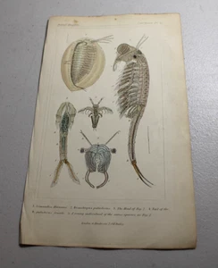 1837 CUVIER Stampe a colori animali ~ GAMBERETTI FATA D'ACQUA DOLCE, più altri quattro tipi - Foto 1 di 1