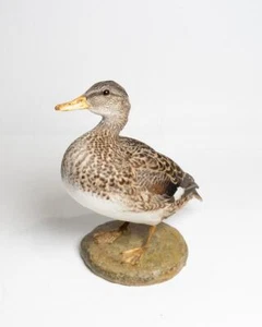 Taxidermy Female Mallard - Picture 1 of 5