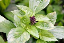 LICORICE BASIL Ocimum Basilicum HERB 30 seeds