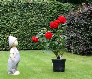 Rote Kletterrose 'Santana' ®  Rose im  5-Liter Container für Rosenbogen - Bild 1 von 5