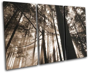 Forest Landscapes TREBLE CANVAS WALL ART Picture Print VA - Picture 1 of 1