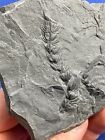 Carboniferous Asterophyllites, Fossil, Fossilien Karbon plant  Germany Calamites