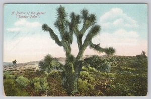 Native of the American Desert The Joshua Palm Postcard - Picture 1 of 2