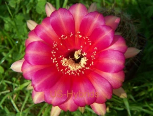 Echinopsis Echinopsis híbrido cactus campesinos " US23 - Sargas " 2cm x 3cm - Imagen 1 de 2