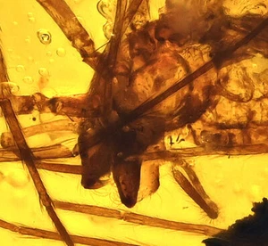 Spider with large fangs, Fossil inclusion in Burmese Amber - Picture 1 of 4