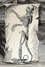 1731 Menschen-Affe Primaten Skelett Anatomie Scheuchzer Physica Sacra Folio 462