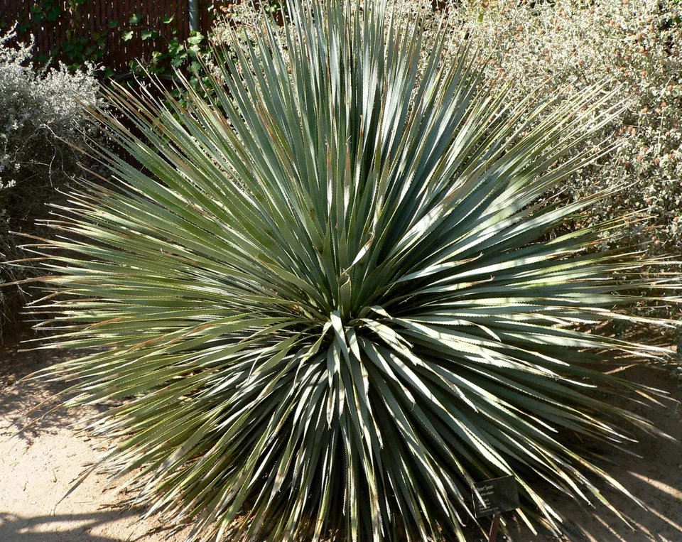 6 graines SOTOL BLEU RUSTIQUE(Dasylirion Wheeleri)G188 DESERT SPOON SEEDS SAMEN