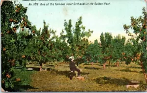 1910s Early Old OR Postcard Famous Golden West Pear Orchard Jennings Lodge - Picture 1 of 2