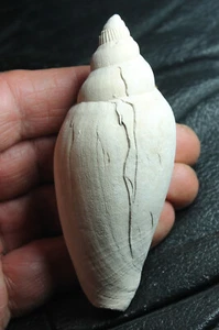Scaphella floridana - Gastropode fossile del Pleistocene, fm. Volutidae - Foto 1 di 2