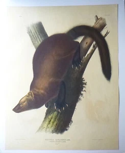 Audubon PENNANTS MARTEN OR FISHER original Imperial Folio Quadruped 1844 HUGE! - Picture 1 of 11