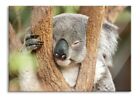 Koala schläft mit Kopf in Astgabel Glasbild aus Echtglas, inkl. Wandhalterung