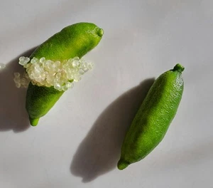 Grafted Citrus Fin.ger.lime 'Royal Verde' Fruit Tree - Picture 1 of 2