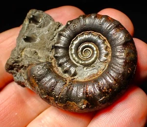 Pyrite Eoderoceras ammonite fossil (50 mm) Jurassic Coast UK minerals rock gift - Picture 1 of 7