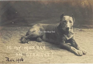 Real Photo , Undivided, RPPC, Pitbull with Muzzle, "Rex" 1906, owned "C H Hunt" - Bild 1 von 3