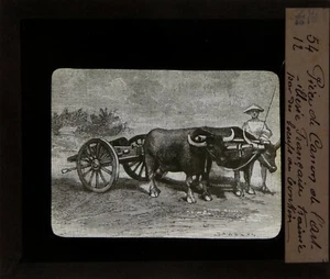Tonkin.Vietnam.Canon Artillerie Française trainée par Bœufs.Lantern Magic slide. - Picture 1 of 3