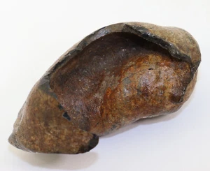 Wal-Gehörknochen, Cetacea sp., Tertiär, Miozän, Calvert Cliff, Maryland,USA-i278 - Picture 1 of 7