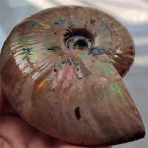 513g Rainbow!! Natural Original unplolished conch Ammonite fossil specimen L7 - Picture 1 of 15