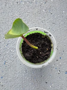 Taro Plant in Pot – Edible Root & Tropical Foliage Live Starter Plant - Picture 1 of 3