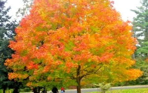 15 GREEN MOUNTAIN SUGAR MAPLE SEEEDS -Acer saccharum 'Green Mountain' - Picture 1 of 4