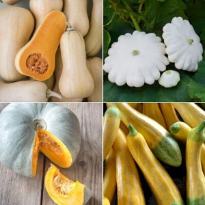 Squash Seeds - Huge Selection of Varieties - Picture 1 of 36