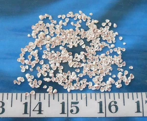 ~ Flieder Muscheln ~ Vintage ~ 500+ naturweiß ~ Shellcraft ~ Matrosen Valentinstag ~ - Bild 1 von 5