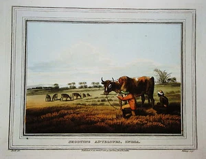 Antilope Jagd Antilopenjagd  altkolorierter alter Kupferstich in  Aquatinta 1813 - Picture 1 of 1