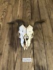Hill country goat skull wildlife ranch hunting outdoors man cave rustic SG0565