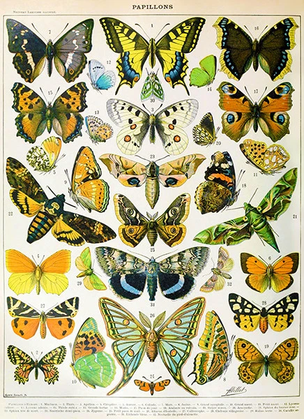 Mariposa - Tabla de papillones - Póster ilustrativo Foto 1 de 1