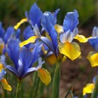 1-150 Blue Magic Dutch Iris Bulb Corm Beautiful Spring Summer Flower Perennial