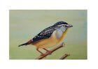 Bird Spotted Pardalote Indian Ethnic Handmade Miniature Painting Wall Décor Art