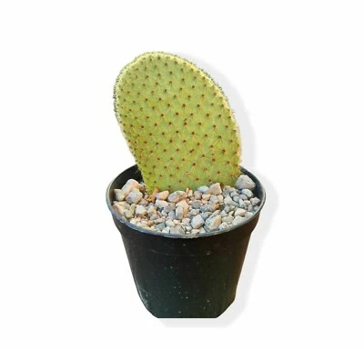OPUNTIA SCHEERI Cactus Piante Grasse Succulente Kakteen Resistente al gelo -15° - Immagine 1 di 3