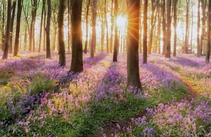Photo Wall Mural-FLOWER SUN-(5622)-NON WOVEN-Wallpaper-Forest Nature Jungle XXL - Picture 1 of 1