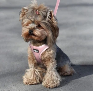 Fida Comfy Small Dog Harness with Reflective Trim Vest Escape Proof Breathable - Picture 1 of 7