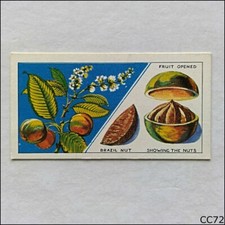 Ching Do You Know #24 How a Brazil Nut grows 1962 Cigarette Card (CC72)