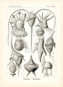 Plankton Drawing Marine Science Ernst Haeckel Scientific Illustration Art Print - Picture 1 of 5