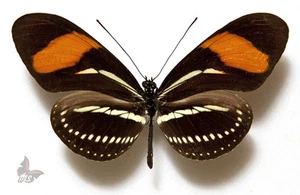 Heliconius hermatena - RAR!!, UNMONTIERTER Schmetterling - Bild 1 von 1
