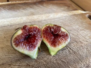'Italian-258’ Fig tree cutting : 'The Lamborghini of figs!' - Picture 1 of 18