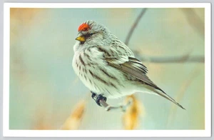 Postcard Oversized Arctic Redpoll Bird Jumbo Ornithology Acanthis hornemanni - Picture 1 of 2